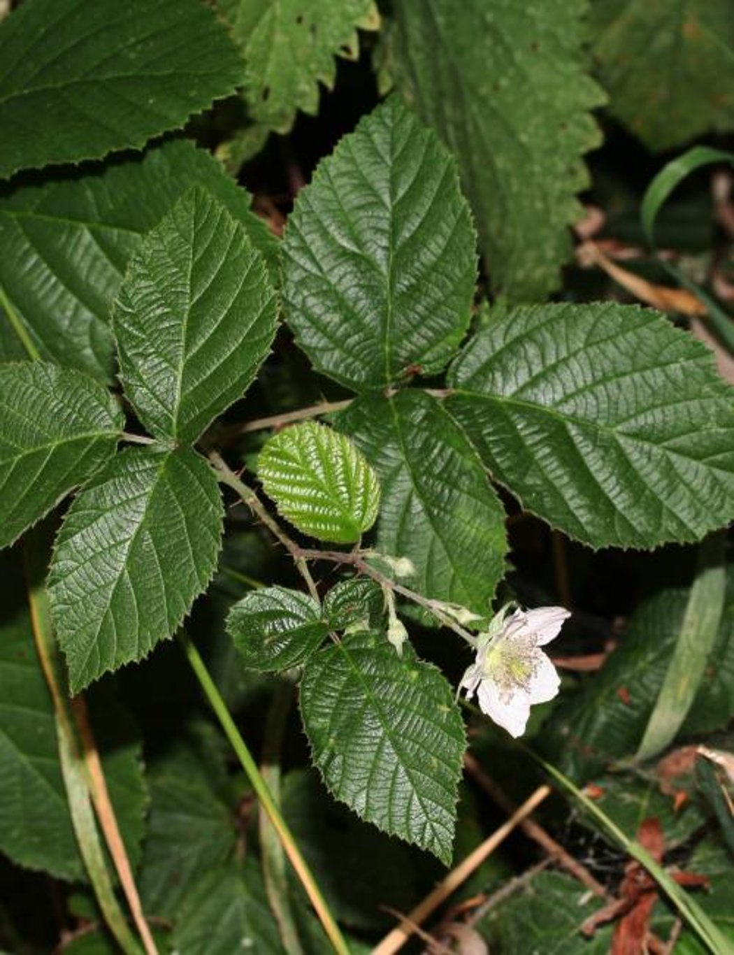 Rubus fruticosus - 40-60 CM bare root 1/1
